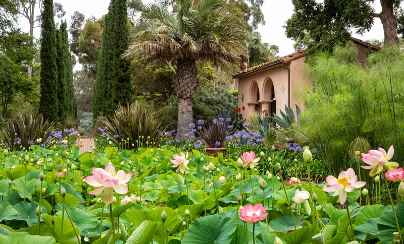 A California Garden Icon