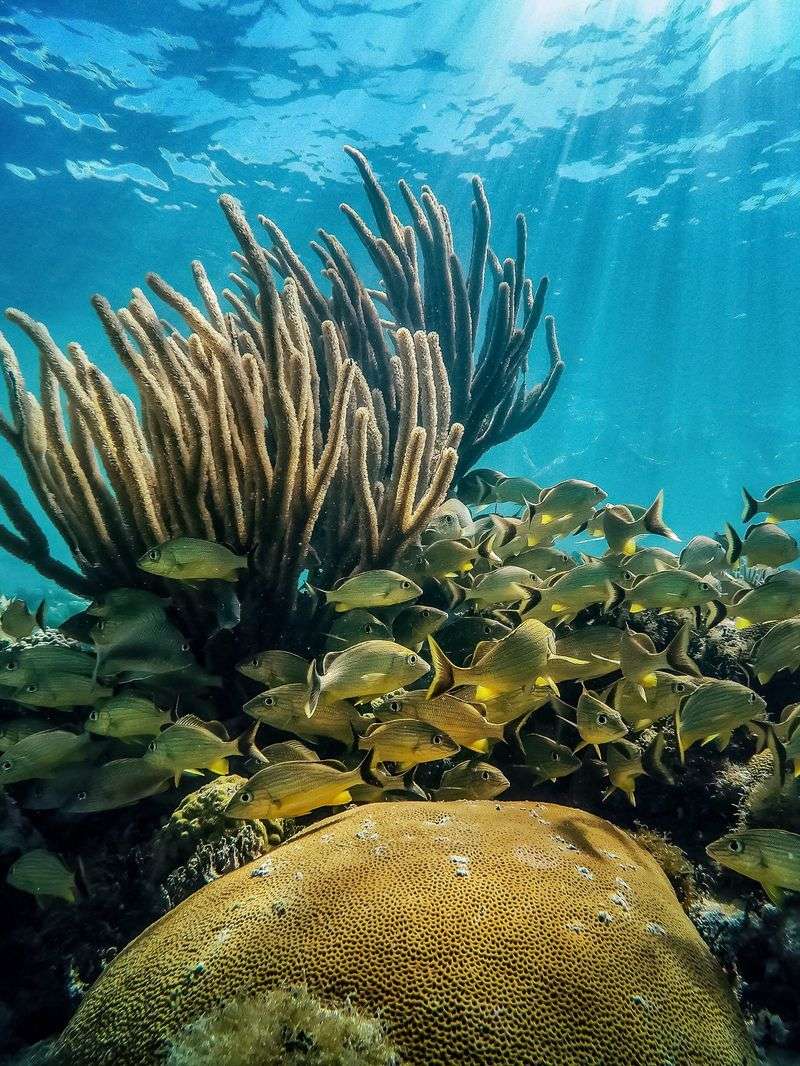 Florida’s Coral Reef, A Continental Treasure