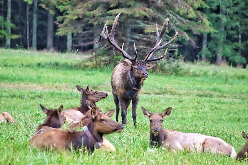 Benezette Welcomes Elk Watchers