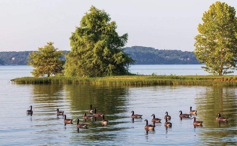 Pickwick Lake: Southern Charm Meets World-Class Fishing