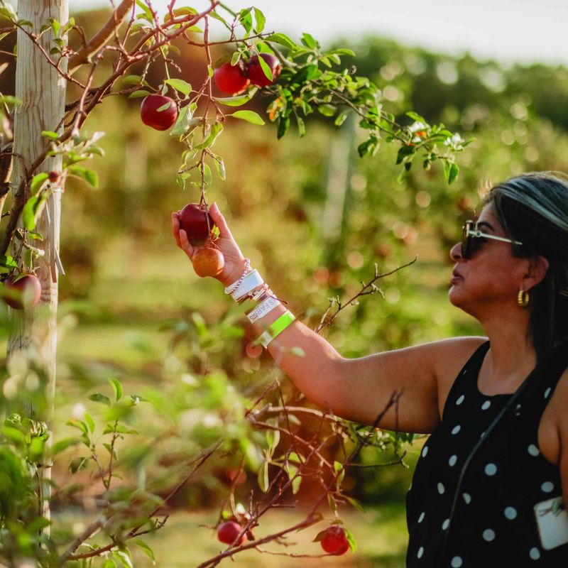 The Orchard at Fair Oaks Farms – Fair Oaks