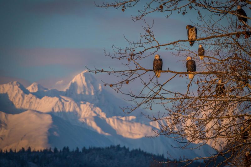 Haines