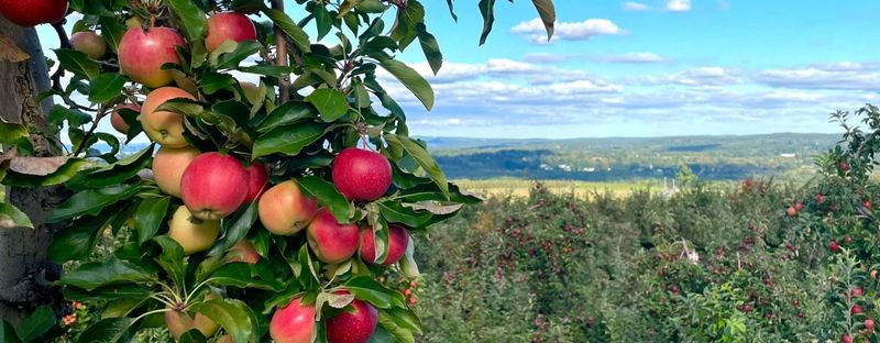 Lyman Orchards (Connecticut)
