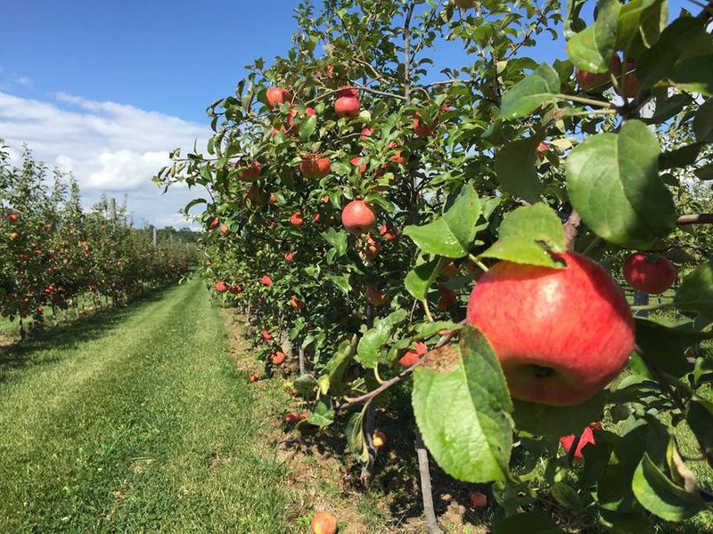 Organic Apple Options