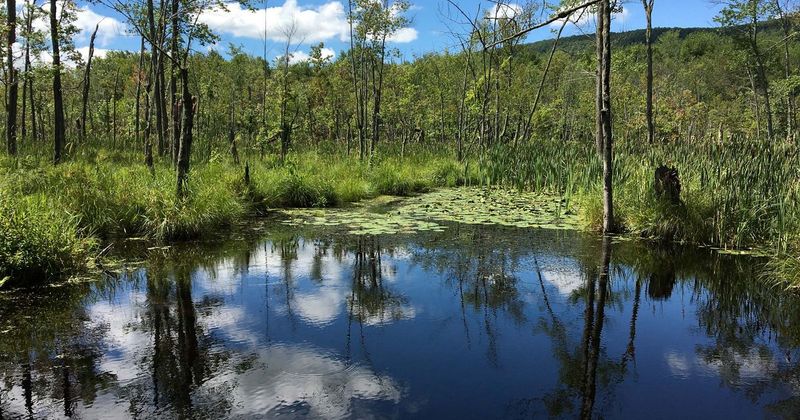 Discover The Ancient Thompson Pond Preserve
