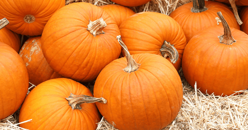 Devin's Corn Maze and Pumpkin Patch
