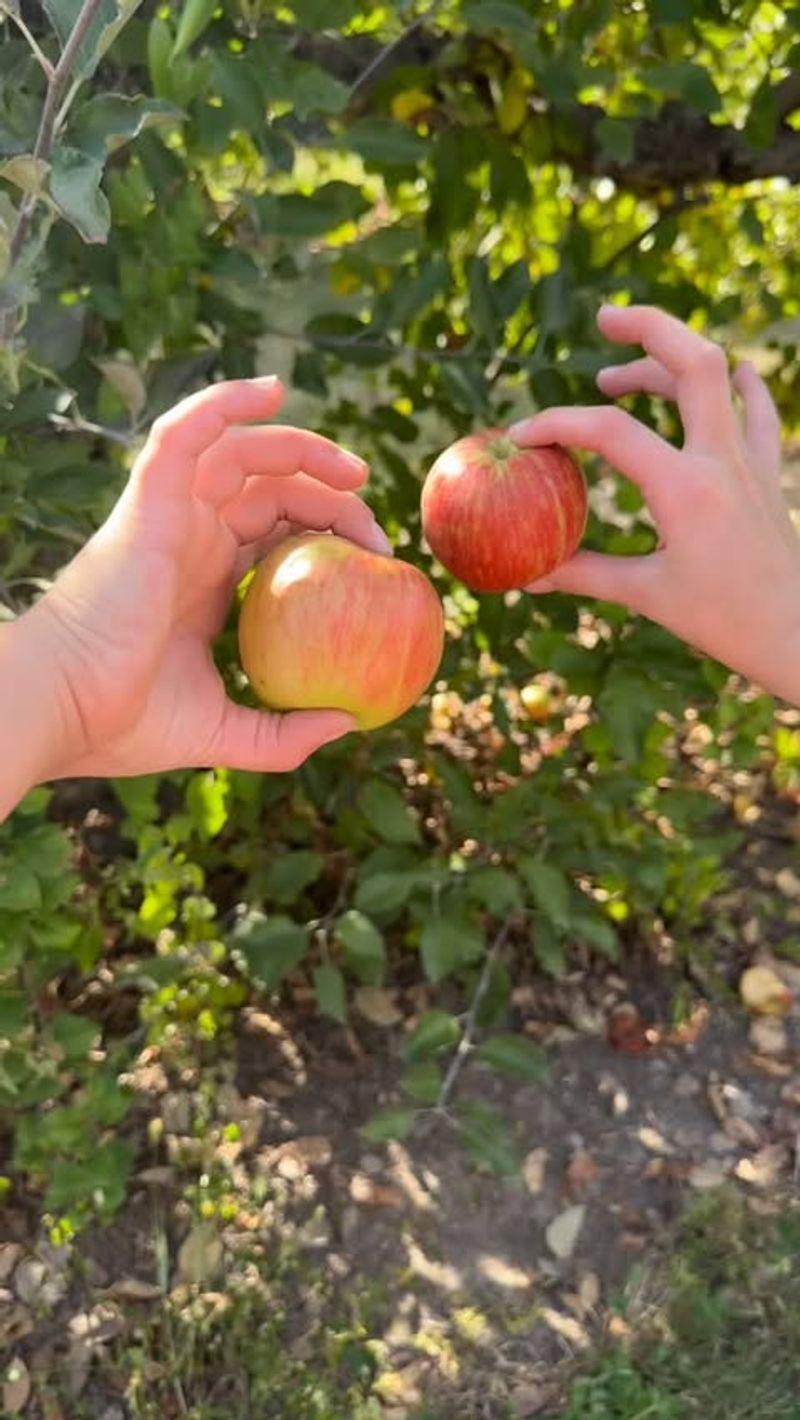 Tuttle Orchards – Greenfield
