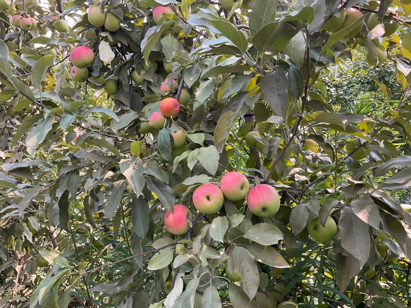 Little River Orchard In Mentone