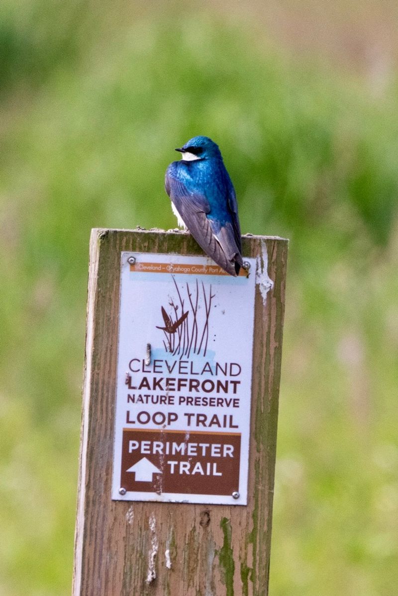Cleveland Lakefront Nature Preserve