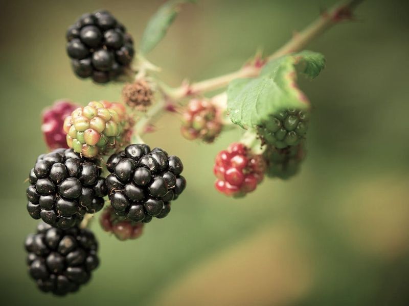 Oregon Blackberries Packed with Anthocyanins