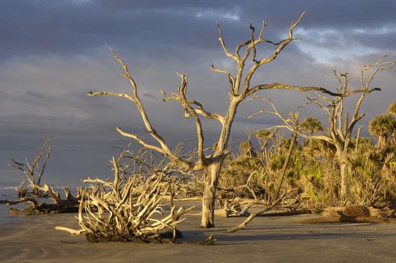 Bulls Island: Untamed Wildlife Refuge with Boneyard Beach