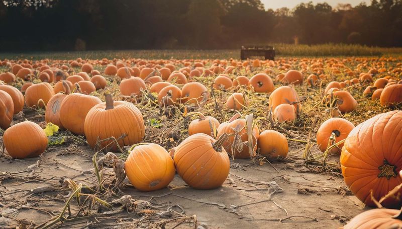 Barbott Farms & Greenhouse
