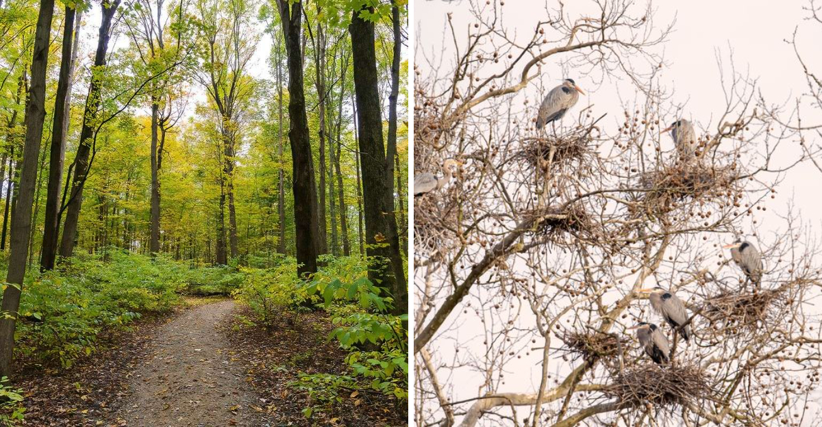 Discover 20 Favorite Birding Locations in Akron and Northeast Ohio