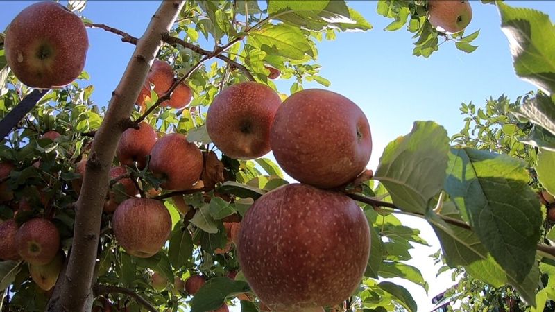Chandler's Orchard & Country Market – Fillmore