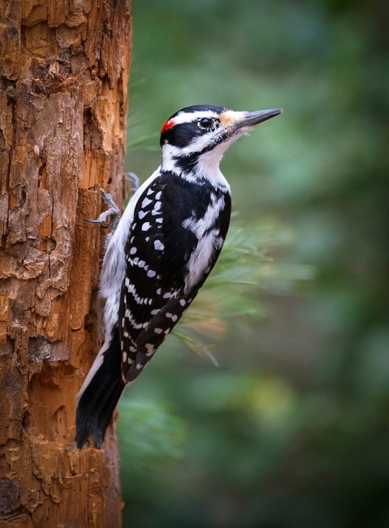 Hairy Woodpecker
