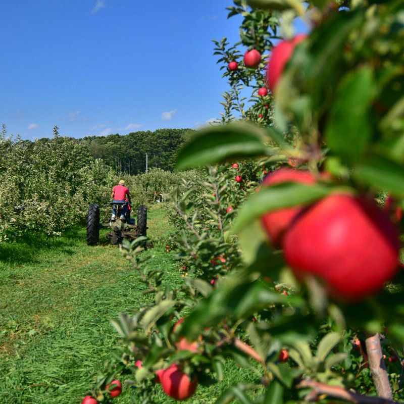 Averill Farm: Heirloom Varieties in Historic Setting
