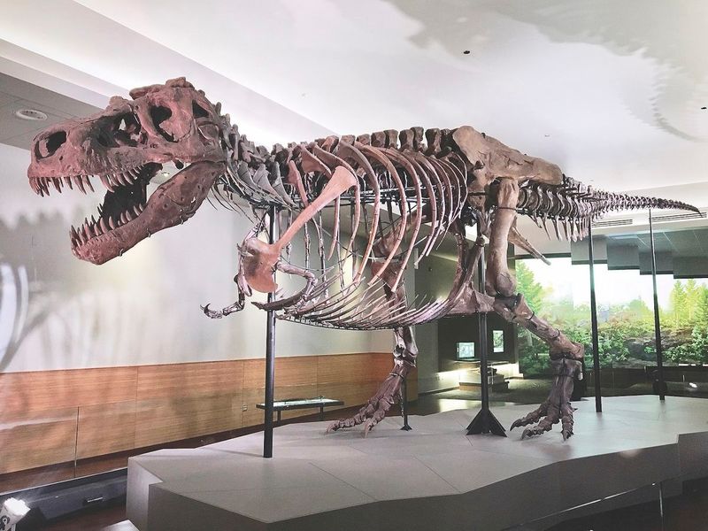 Join a Black Hills Institute Fossil Tour