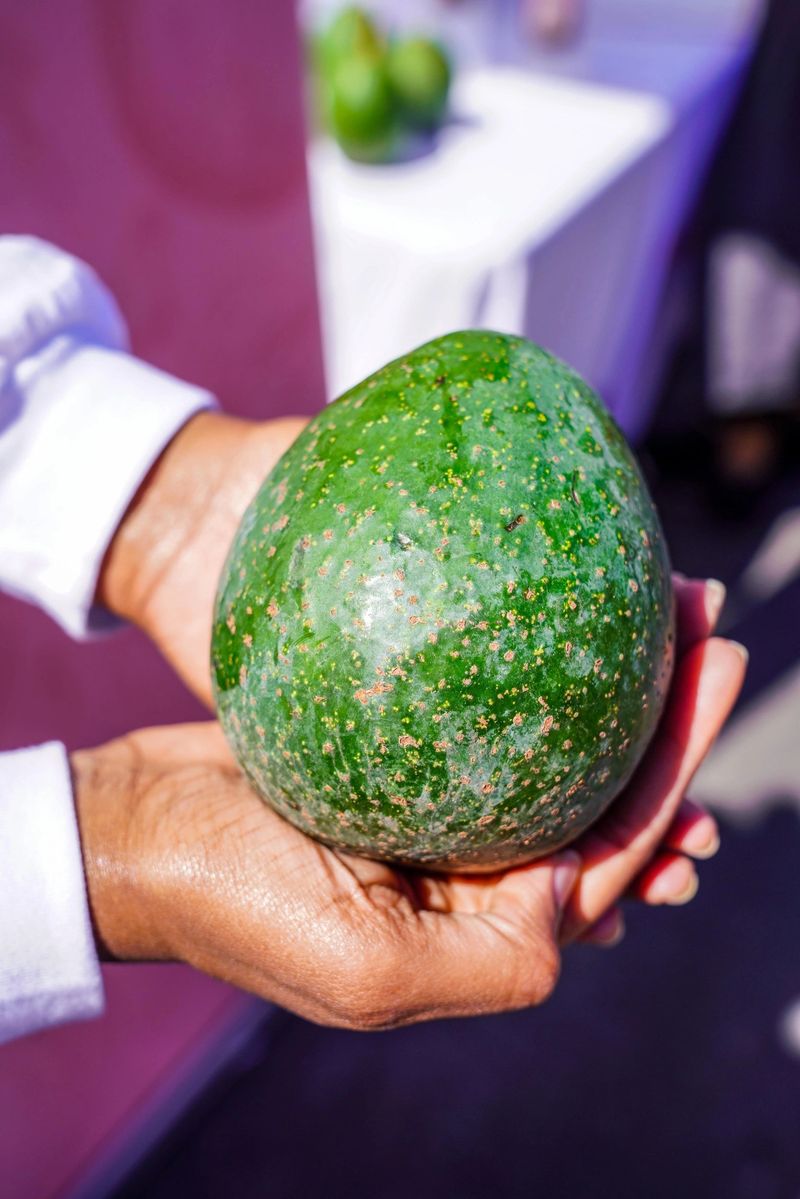 Reed Avocados