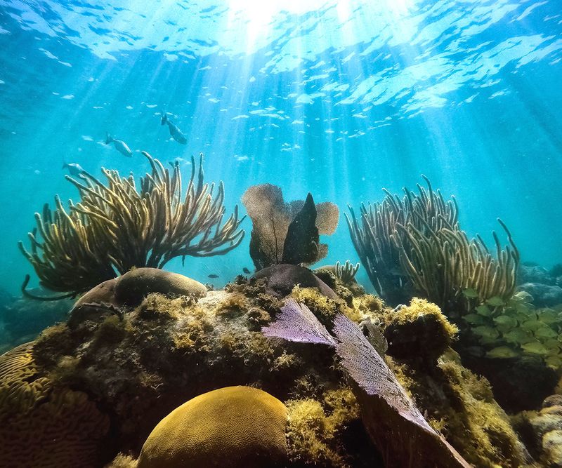 Molasses Reef