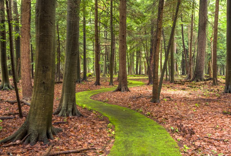 Cook Forest Village