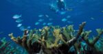 11 Must-See Florida Coral Reefs For Snorkeling Adventures