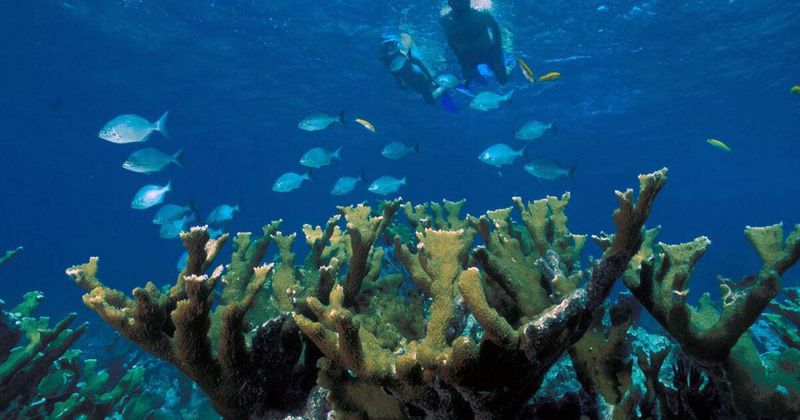 Biscayne National Park Reefs
