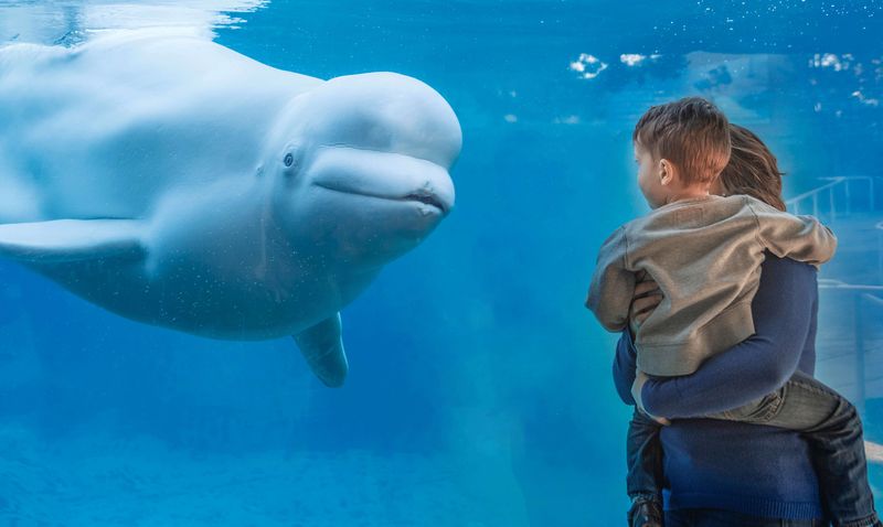 Spectacular Mystic Aquarium