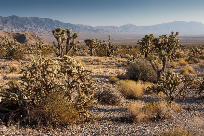 Navigate the Surreal Yucca Forest of Desert National Wildlife Refuge