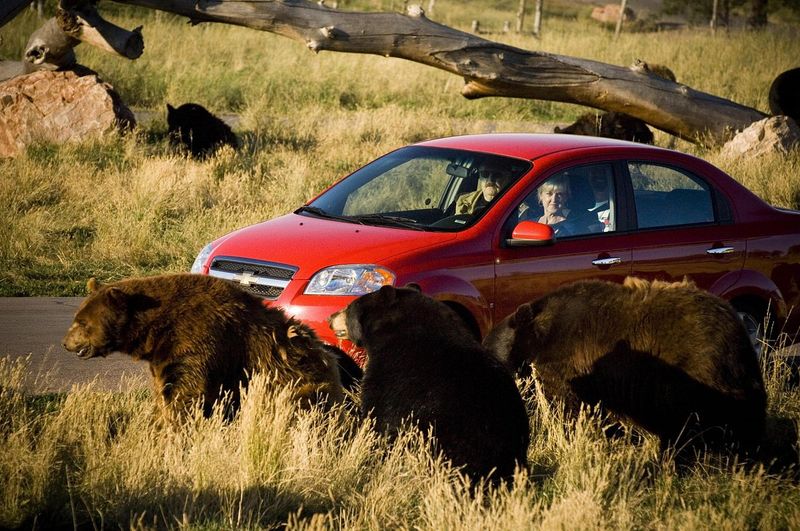 Drive Through Bear Country USA