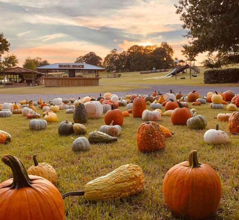 Bull Bottom Farms Autumn Activities