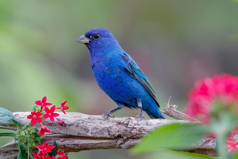 Birdwatcher’s Paradise