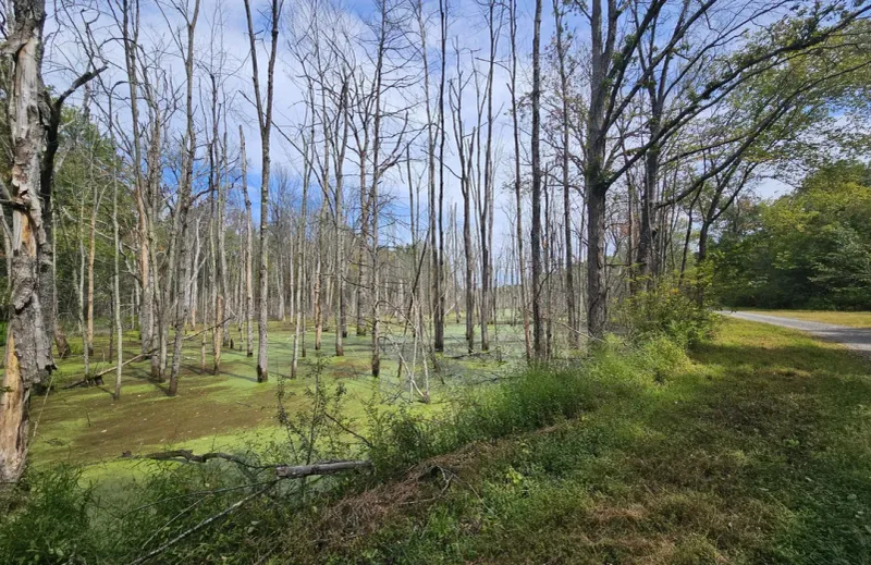 Stewart State Forest — Remote and Rewarding