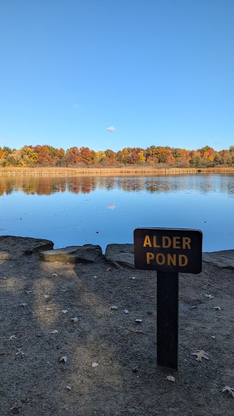Alder Pond at Goodyear Heights Metro Park