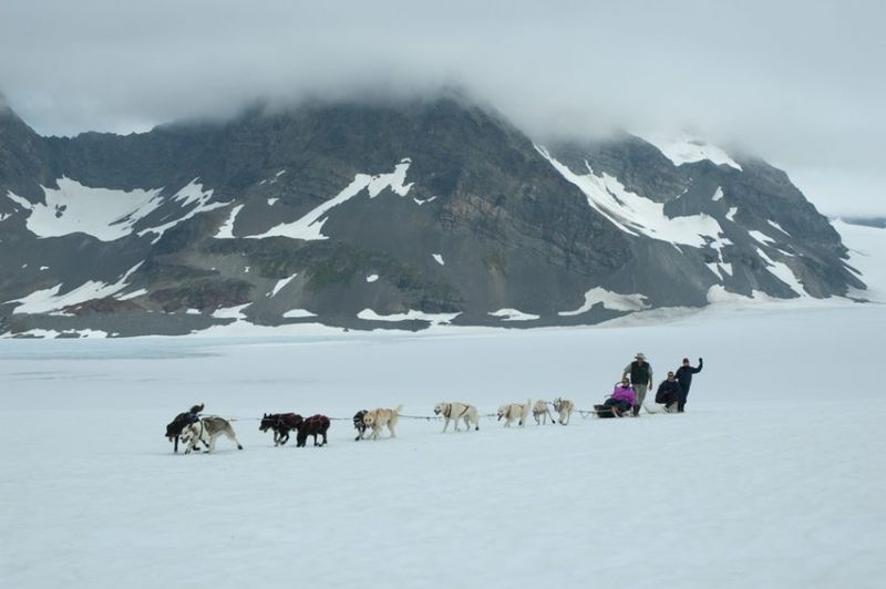 Summer Dog Sledding on a Glacier