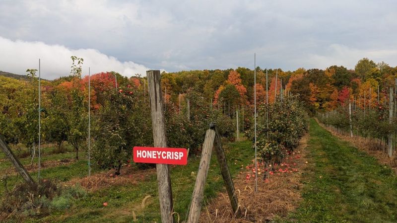 Look For New York Grown Or Farm Name Labels For Local Fruit
