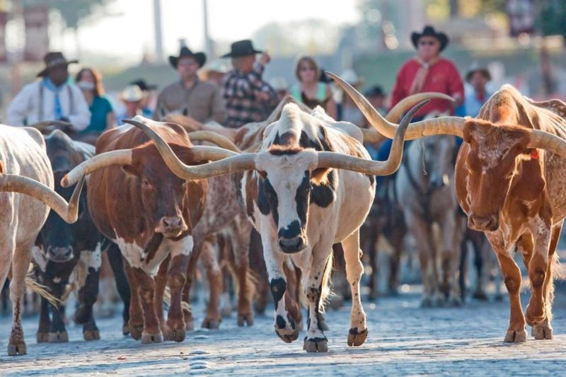 The Fort Worth Herd