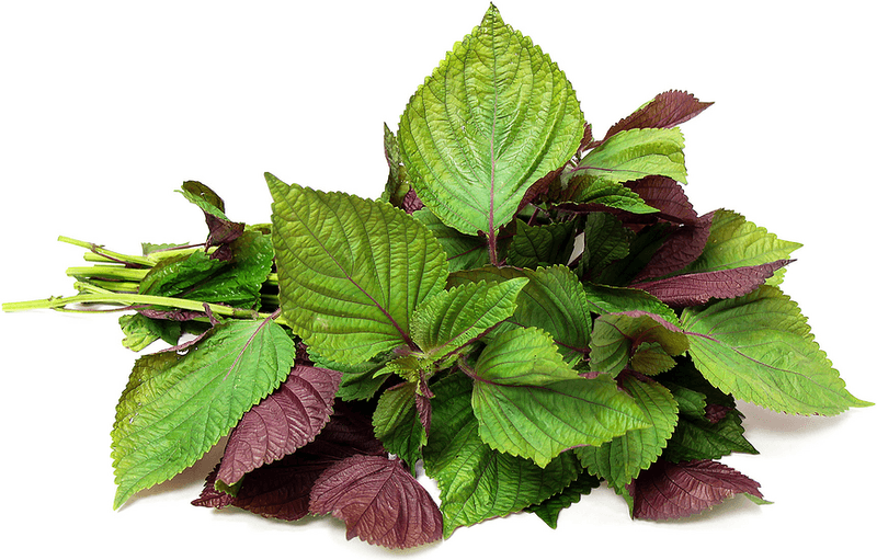 Asian Herbs (Shiso, Thai Basil)