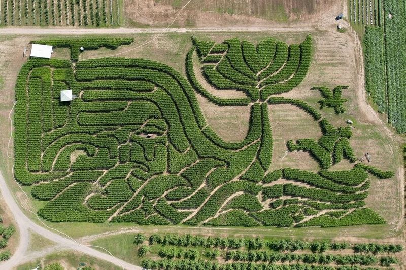 Award-Winning Corn Maze Adventures