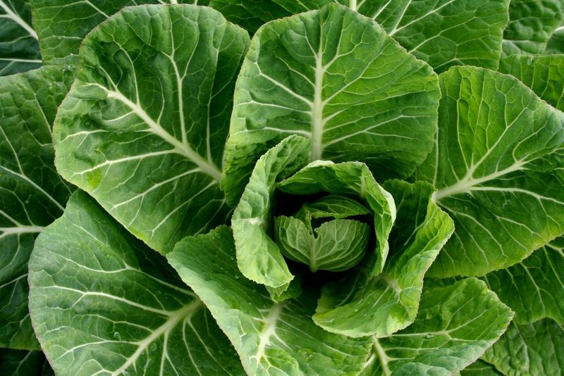 Collard Greens 