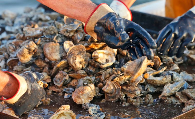 Gulf Coast Oyster Cook-Off & Festival