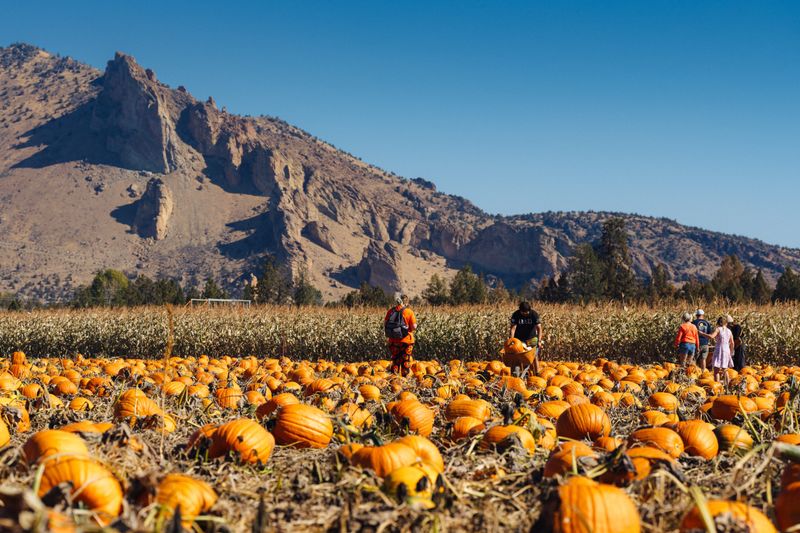 Spectacular Scenery That Makes Pumpkin Picking Magical