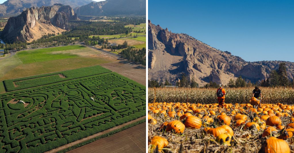 Get Lost In A Corn Maze And Pick A Pumpkin With Views Of Oregon’s Backcountry