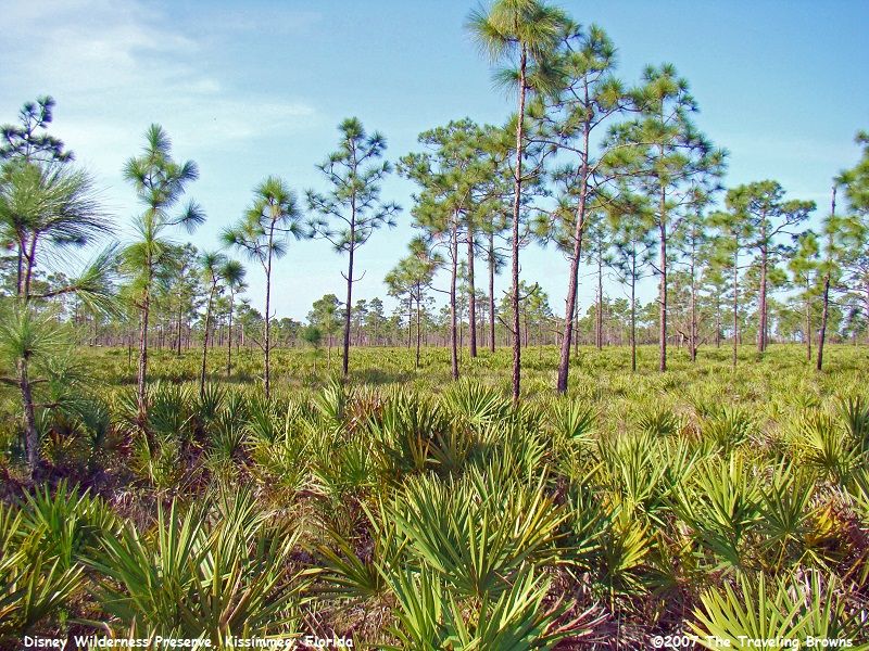 Disney Wilderness Preserve (near Kissimmee)