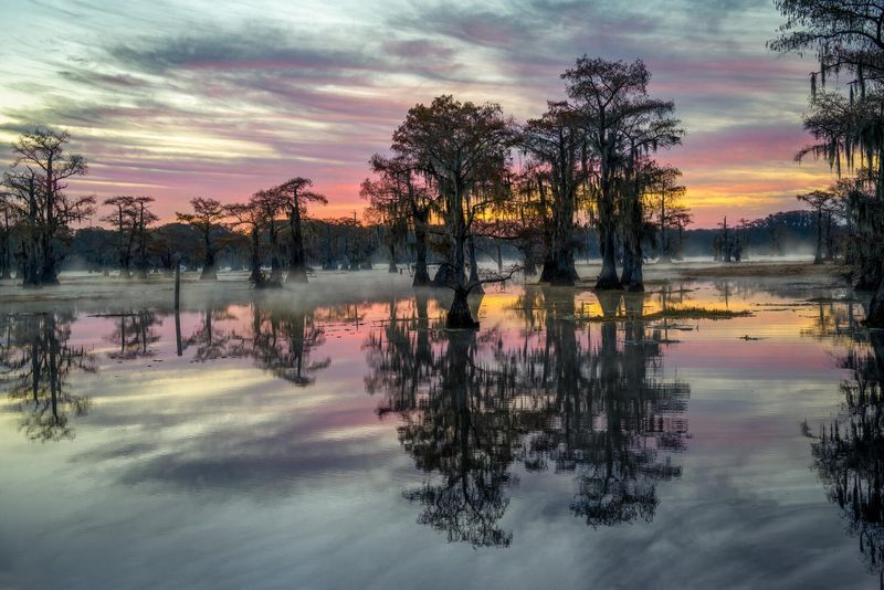 Caddo Lake: Mysterious Cypress Swamp Birding