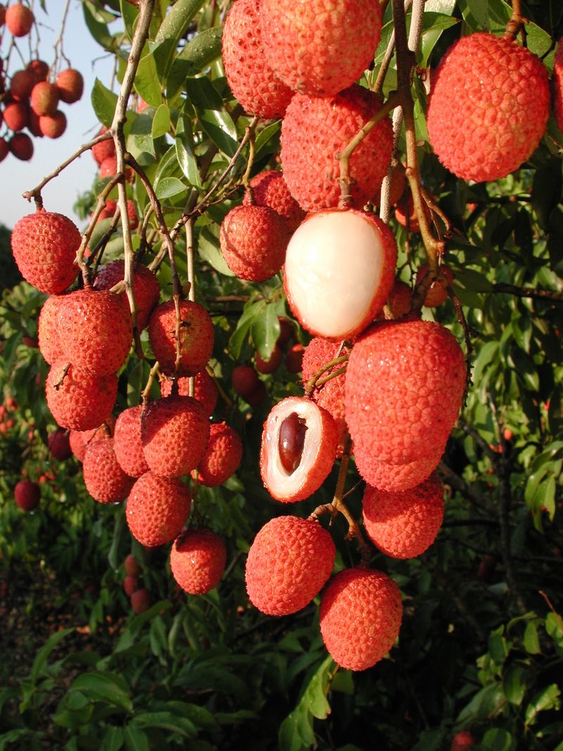 Lychee: Ruby Treasures