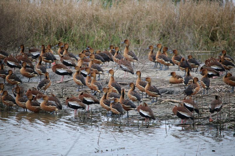 Anahuac National Wildlife Refuge: Marsh Bird Haven
