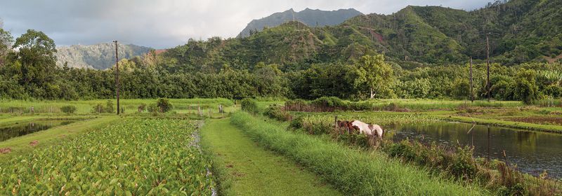 Traditional Hawaiian Farming