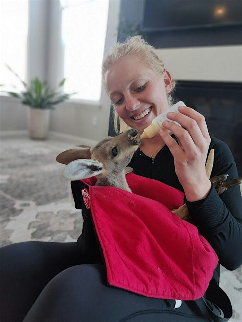 Bottle-Feed the Joeys and Learn Their Secrets