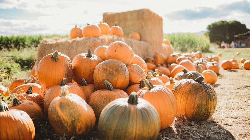 Huber's Orchard & Winery