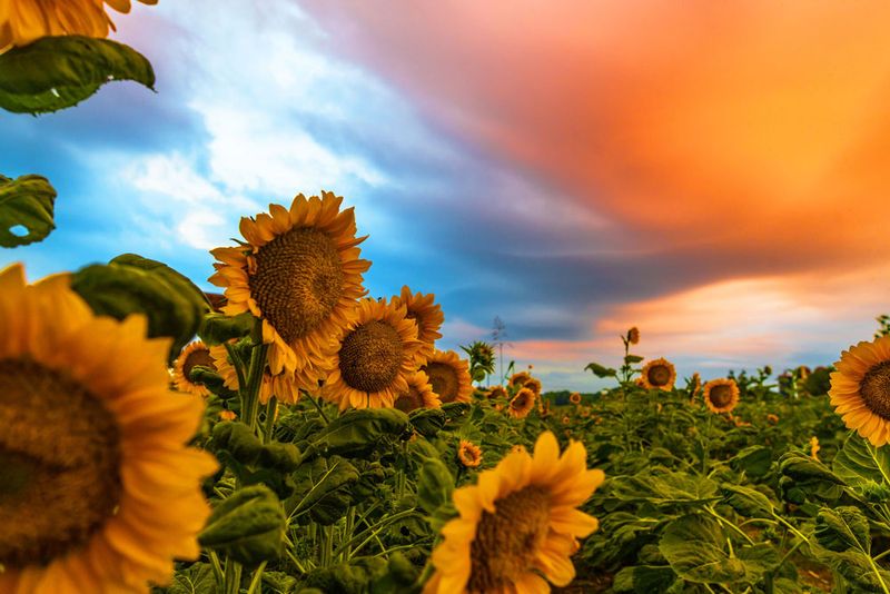 Fall Photography: Picture-Perfect Moments